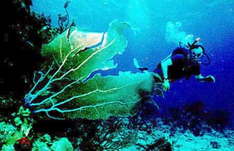 Calamares Mergulho - Foto 1