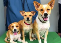 mutirão gratuito de castração de cães e gatos