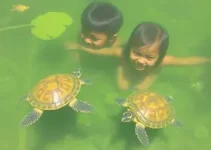 De Férias com as Tartarugas