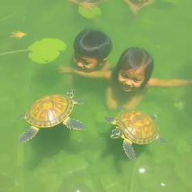 De Férias com as Tartarugas