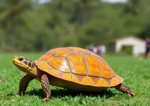 De Férias com as Tartarugas