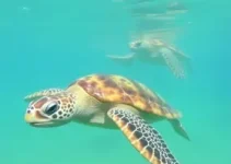 conservação das tartarugas marinhas