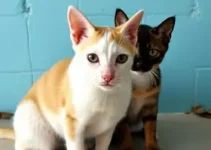 castração gratuita de cães e gatos em Olinda