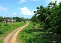 área verde entre Recife e Olinda